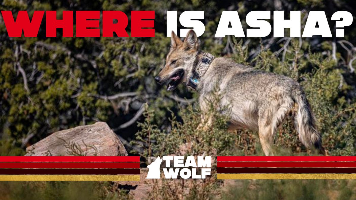 🚨Last week, 36 conservation orgs came together to demand the immediate release of Asha—A wild-born Mexican Gray Wolf recaptured &amp; paired for release with her 5 pups.

The release was promised for June 23. It’s now indefinitely delayed—with no explanation. @‌USFWS: WHERE IS ASHA!