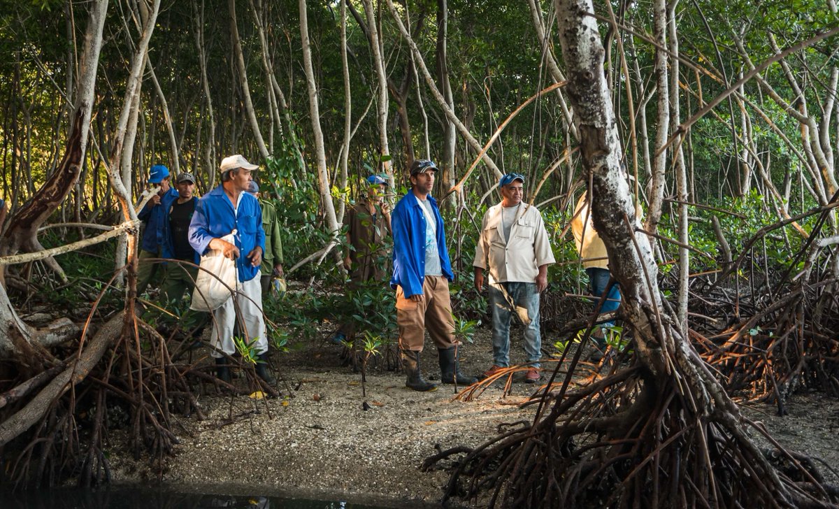 pnud's tweet image. En Cuba, las comunidades y el Gobierno restauran manglares para proteger los ecosistemas y fortalecer la resiliencia climática.
El objetivo: proteger más de 11.000 hectáreas de manglares en la costa sur para 2029.
En este #DíaDeLosManglares, conoce más: undp-climate.exposure.co/cuba-costas-re…