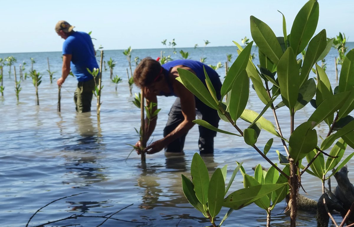 pnud's tweet image. En Cuba, las comunidades y el Gobierno restauran manglares para proteger los ecosistemas y fortalecer la resiliencia climática.
El objetivo: proteger más de 11.000 hectáreas de manglares en la costa sur para 2029.
En este #DíaDeLosManglares, conoce más: undp-climate.exposure.co/cuba-costas-re…