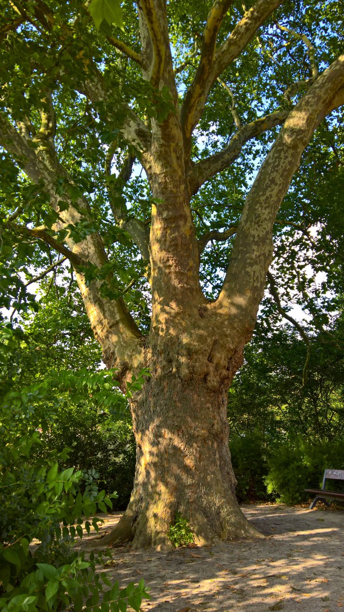 StephaneNature's tweet image. Happy #thicktrunktuesday to all empathetic, peaceful, democratic nature lovers ๐ค๐ณ๐ถ๐๏ธ๐ต
#Trees #TreeRide #Forests #Climate #ShinrinYoku #MentalHealth