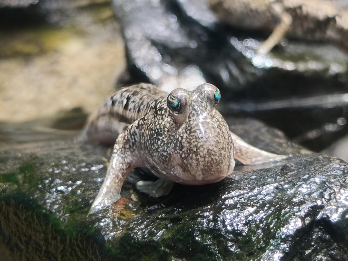 #何の脈絡も無く水族館の画像を貼る
#トビハゼ
#アクア・トトぎふ
#世界淡水魚園水族館アクア・トトぎふ
2025･07･15
トビハゼ〜ッ♪
