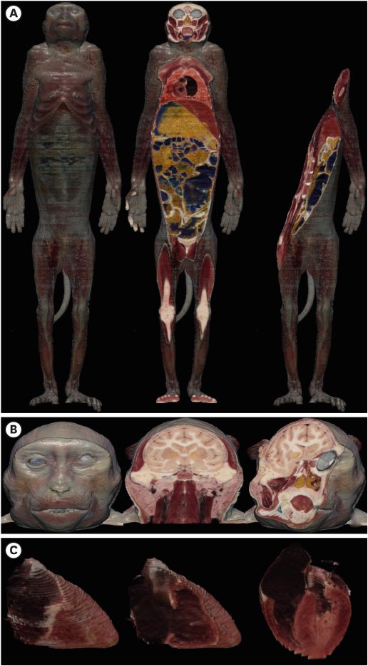 3d scan of a rhesus monkey