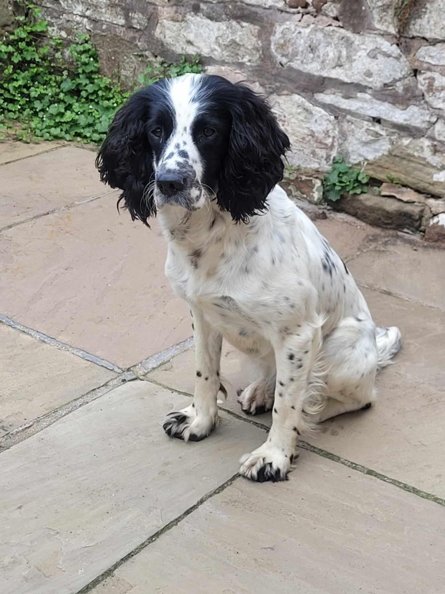 muddypawscrime's tweet image. No news has come forward about beautiful Roe for over 2 years :(
Please keep sharing/resharing for her in the hope just one share reaches eyes of information
@MissingPetsGB @rosieDoc2 @HunnyJax