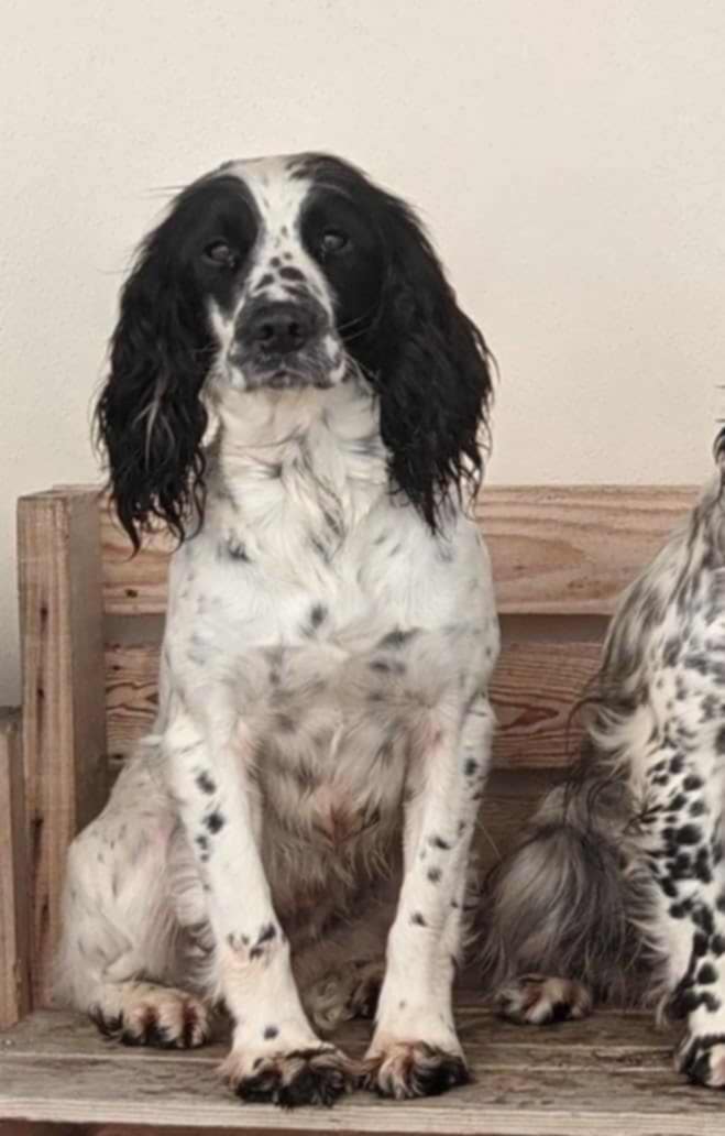 muddypawscrime's tweet image. No news has come forward about beautiful Roe for over 2 years :(
Please keep sharing/resharing for her in the hope just one share reaches eyes of information
@MissingPetsGB @rosieDoc2 @HunnyJax