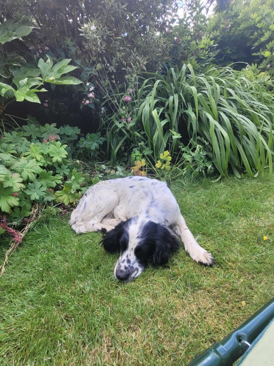 muddypawscrime's tweet image. No news has come forward about beautiful Roe for over 2 years :(
Please keep sharing/resharing for her in the hope just one share reaches eyes of information
@MissingPetsGB @rosieDoc2 @HunnyJax