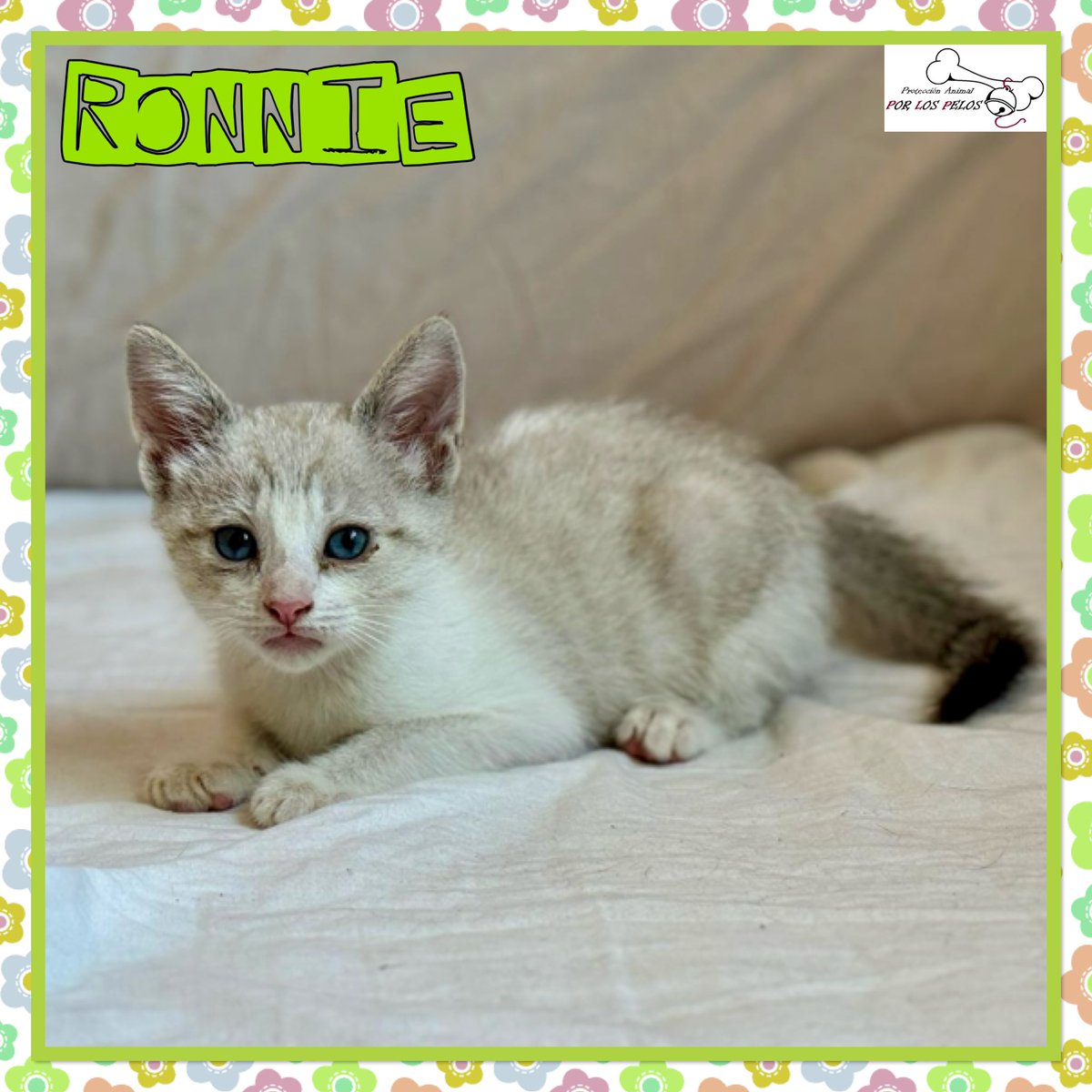 PerreraToledo's tweet image. 🐱RONNIE y COVA🐱Dos hermanitxs de 2 meses abandonadxs al poco de nacer. Han salido adelante gracias a una de nuestras voluntarias. Son muy sociables y cariñosxs, bien con gatetes y perretes. 👉protectoraporlospelos.org/ficha-2194 👉 protectoraporlospelos.org/ficha-2193