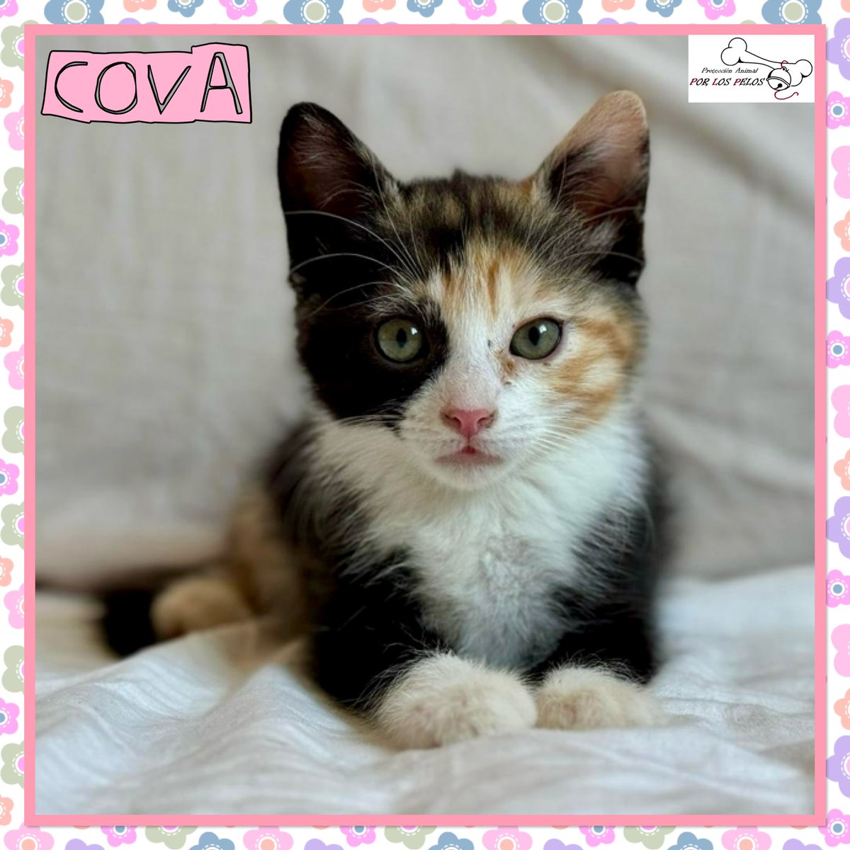 PerreraToledo's tweet image. 🐱RONNIE y COVA🐱Dos hermanitxs de 2 meses abandonadxs al poco de nacer. Han salido adelante gracias a una de nuestras voluntarias. Son muy sociables y cariñosxs, bien con gatetes y perretes. 👉protectoraporlospelos.org/ficha-2194 👉 protectoraporlospelos.org/ficha-2193