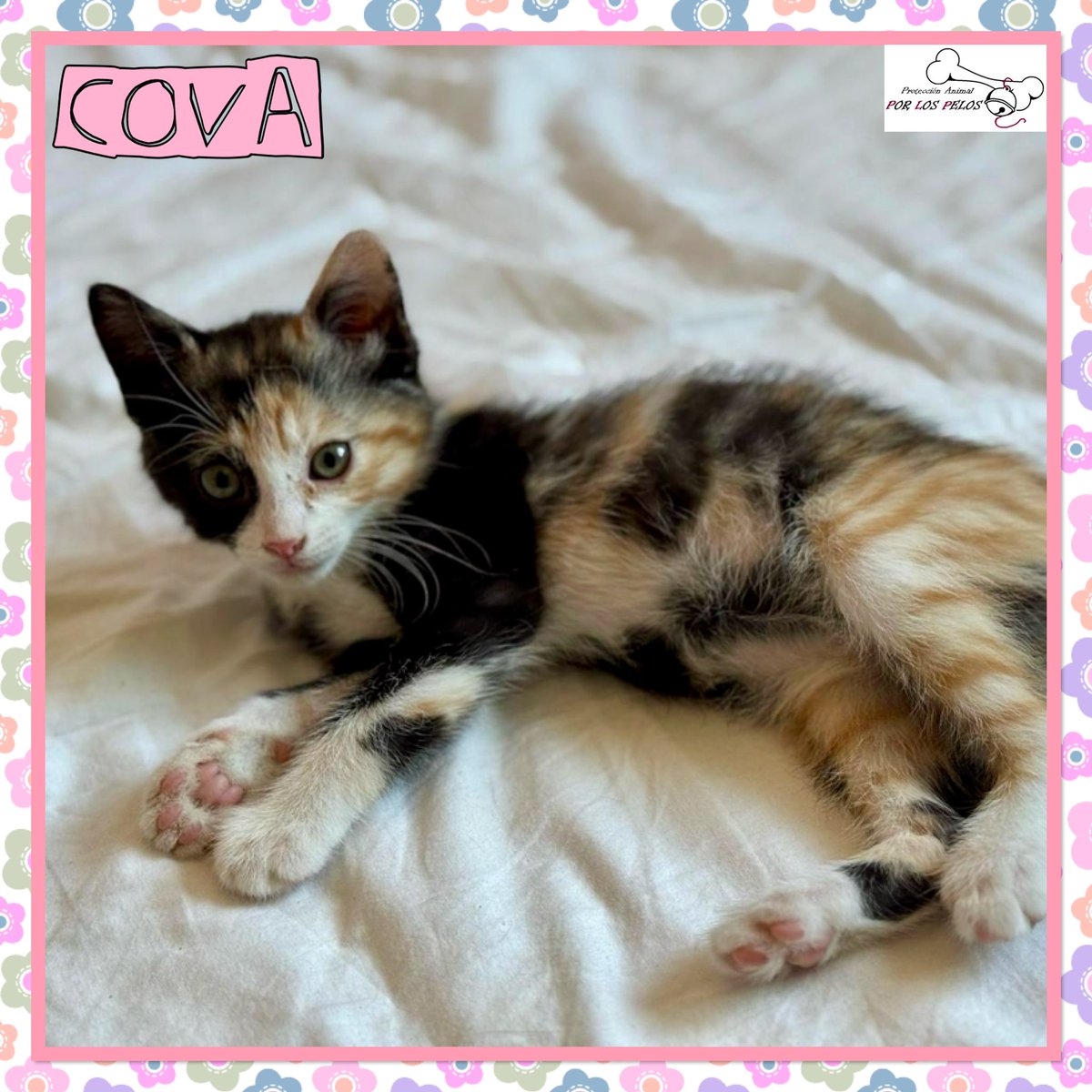 PerreraToledo's tweet image. 🐱RONNIE y COVA🐱Dos hermanitxs de 2 meses abandonadxs al poco de nacer. Han salido adelante gracias a una de nuestras voluntarias. Son muy sociables y cariñosxs, bien con gatetes y perretes. 👉protectoraporlospelos.org/ficha-2194 👉 protectoraporlospelos.org/ficha-2193