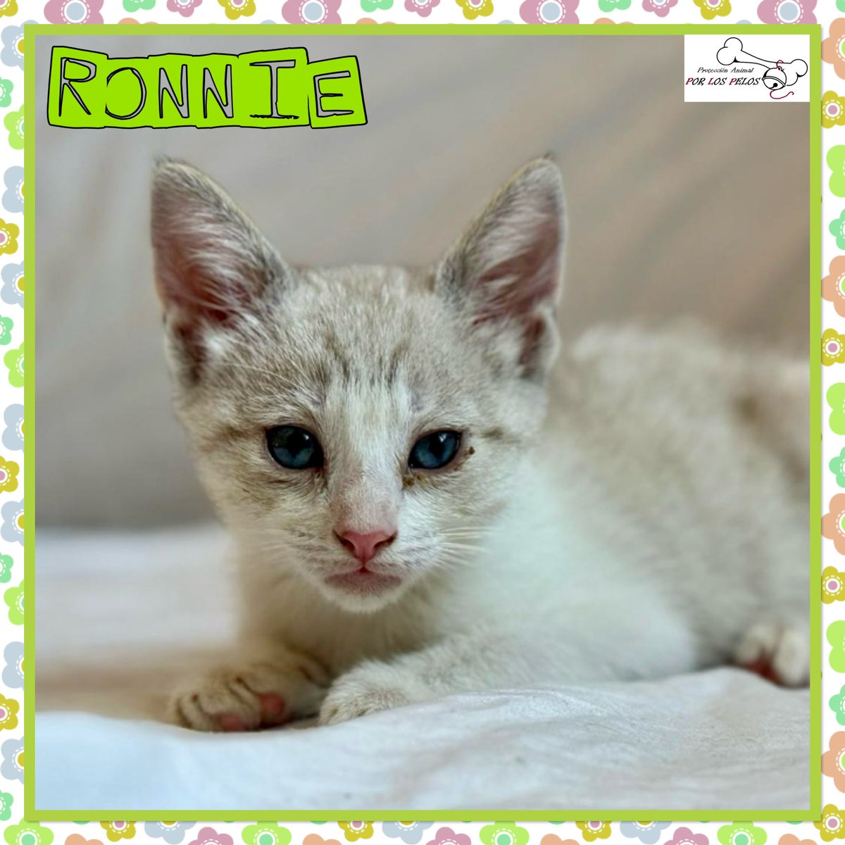 PerreraToledo's tweet image. 🐱RONNIE y COVA🐱Dos hermanitxs de 2 meses abandonadxs al poco de nacer. Han salido adelante gracias a una de nuestras voluntarias. Son muy sociables y cariñosxs, bien con gatetes y perretes. 👉protectoraporlospelos.org/ficha-2194 👉 protectoraporlospelos.org/ficha-2193