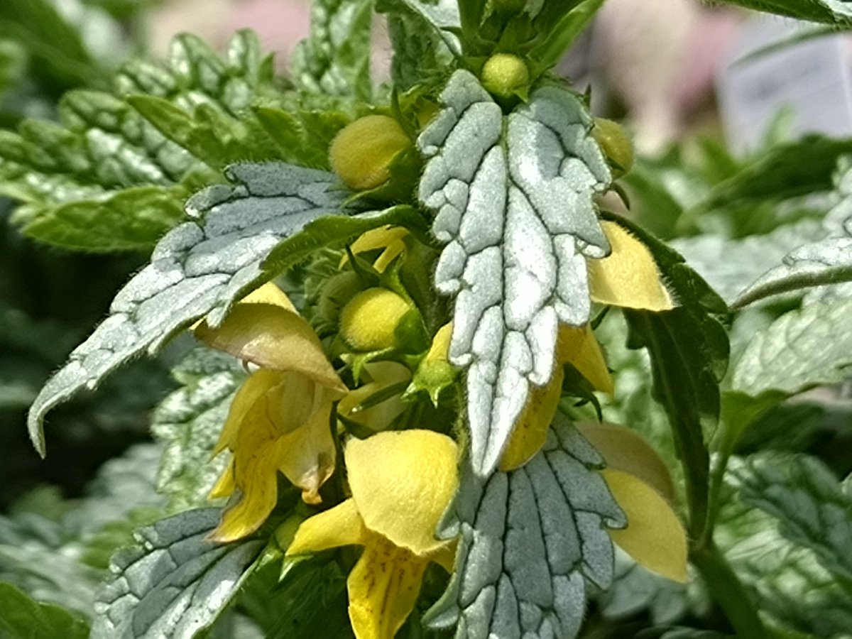 TQWiIBJQfiwsbHk's tweet image. おはようございます。
今日は雨☔の1日で、一時的に雷⚡を伴って激しく降る恐れもありそうです。道路の冠水、河川の増水に注意が必要です。雨☔の割に気温は高く、ムシムシとした陽気になりそうです。
写真は左がピティロティア フェアリーピンク。右がラミウム ヘルマンズブライドです。
