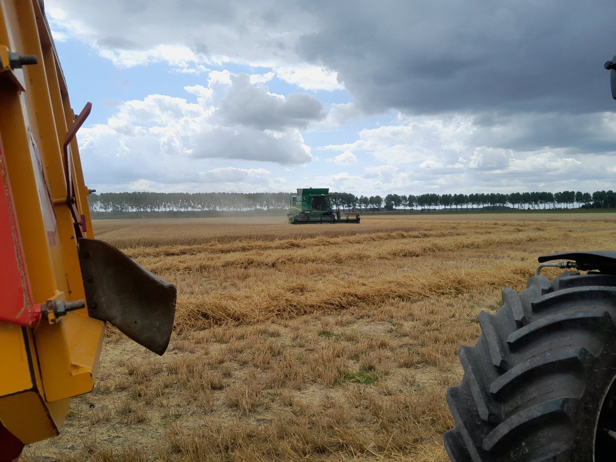 ih83_zvl's tweet photo. @nilsvtilbeurgh @VOFvBeusichem 200 mm te kort. Alles droog en verbrand. Elke combine hier in de buurt rijdt. 14,5% vocht. #gaserop #oogst25 https://t.co/9Dhucas2BJ