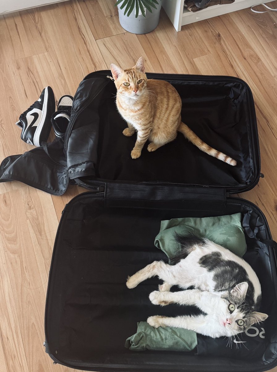 skyzinha tweet media