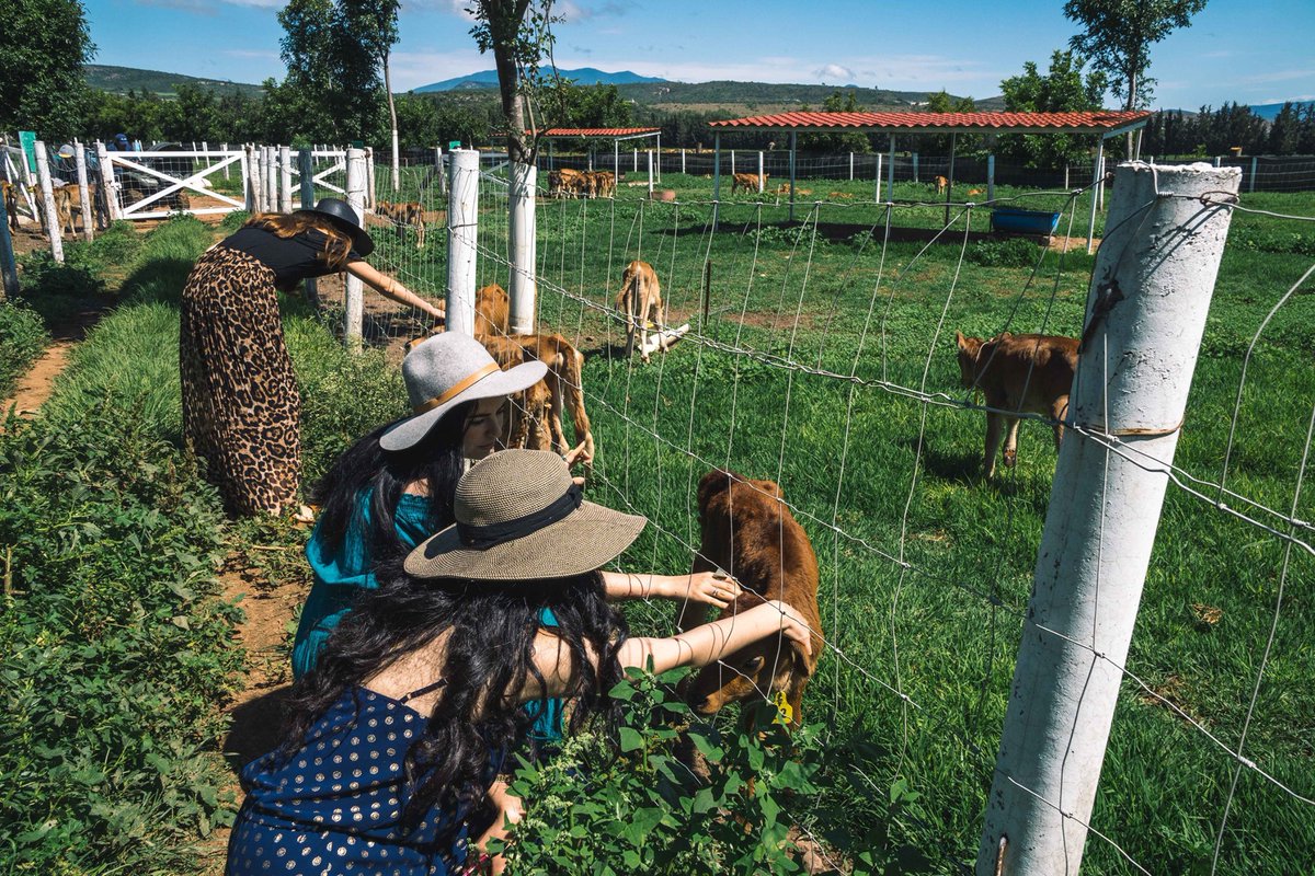asomarte's tweet image. ¡#Vendimia 🍇Entre Viñas y Vacas en 🐮Flor de Alfalfa!
Si te gusta la vida de campo ¡apúntate para pisar uvas, tomarte foto en el desfile de vacas, degustar los quesos y vinos de la casa en la vendimia de este 📅sábado 19 de julio en Colón!
Reserva al
📲 4422267888