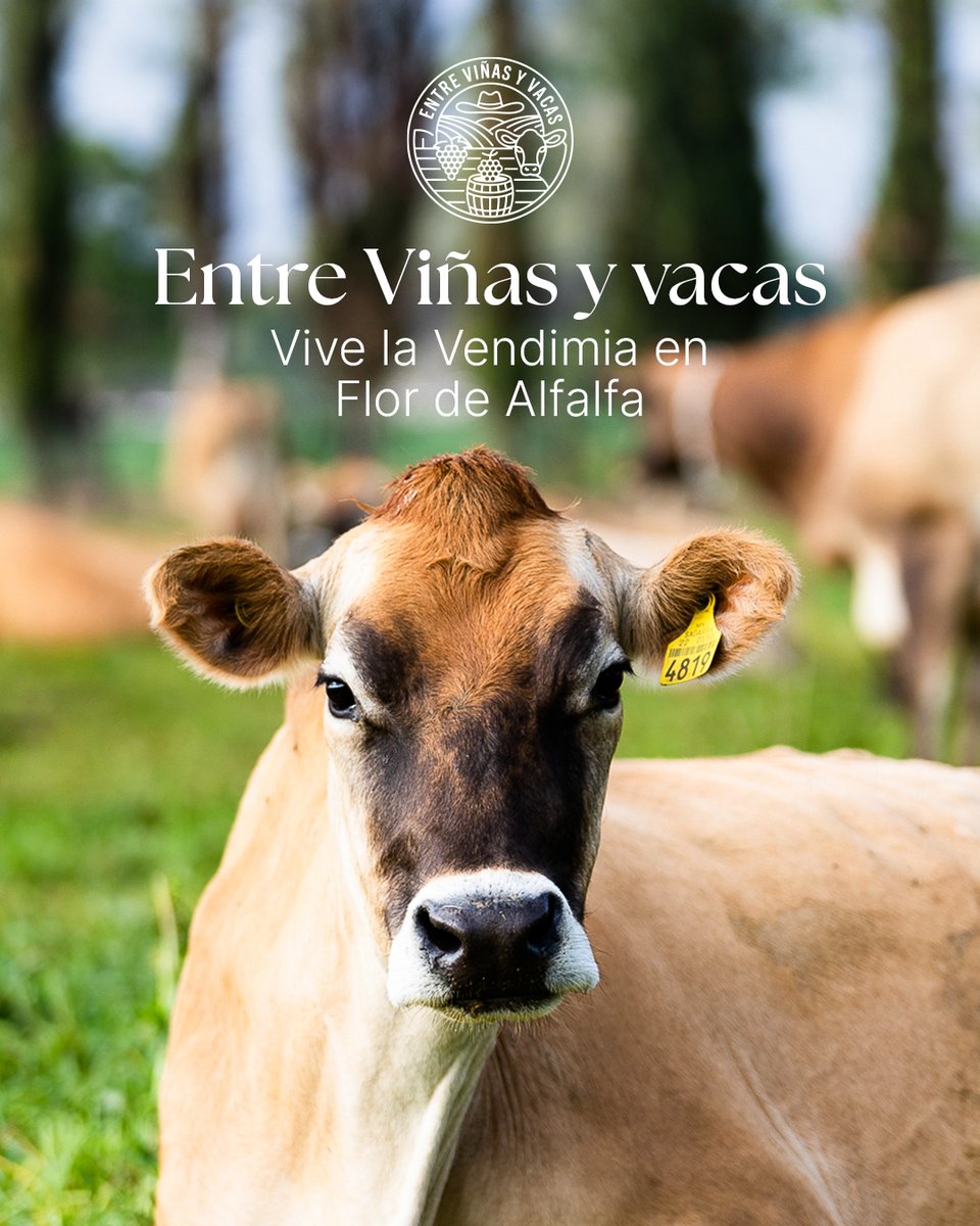 asomarte's tweet image. ¡#Vendimia 🍇Entre Viñas y Vacas en 🐮Flor de Alfalfa!
Si te gusta la vida de campo ¡apúntate para pisar uvas, tomarte foto en el desfile de vacas, degustar los quesos y vinos de la casa en la vendimia de este 📅sábado 19 de julio en Colón!
Reserva al
📲 4422267888