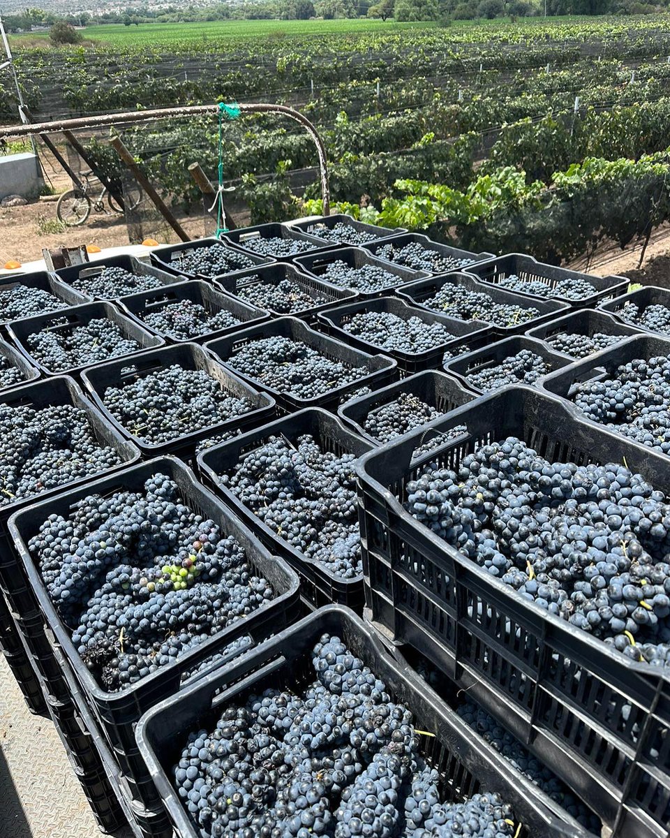 asomarte's tweet image. ¡#Vendimia 🍇Entre Viñas y Vacas en 🐮Flor de Alfalfa!
Si te gusta la vida de campo ¡apúntate para pisar uvas, tomarte foto en el desfile de vacas, degustar los quesos y vinos de la casa en la vendimia de este 📅sábado 19 de julio en Colón!
Reserva al
📲 4422267888