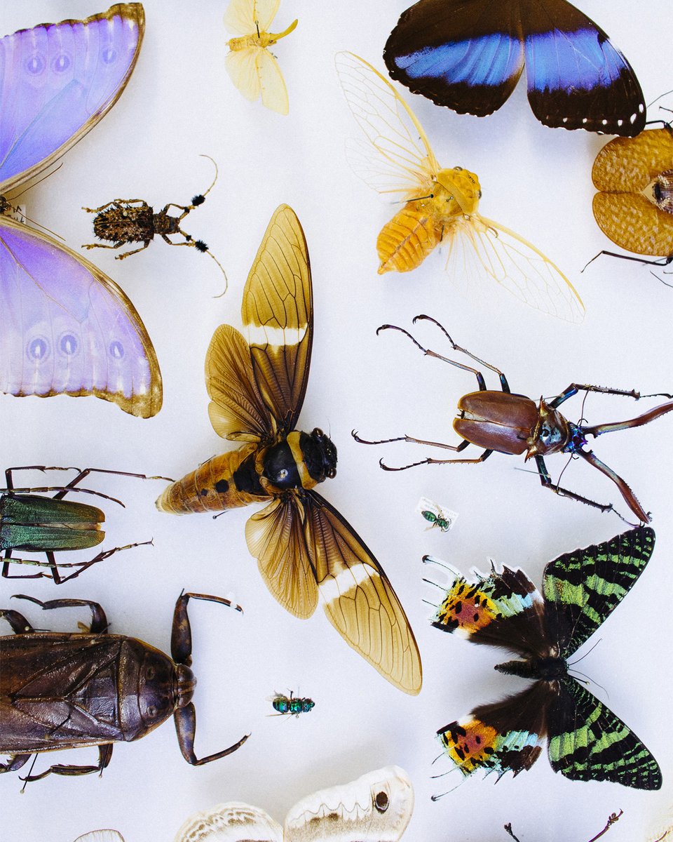 UCRCNAS's tweet image. Attention students! Sign up for ENTM010 this summer session. Learn more about the world of insects. The course is designed for non-entomology majors. No prerequisites. Earn 4 units! 🦋🐞
Register summer.ucr.edu
#UCRscience #ucrsummersessions #ucr #ucriverside