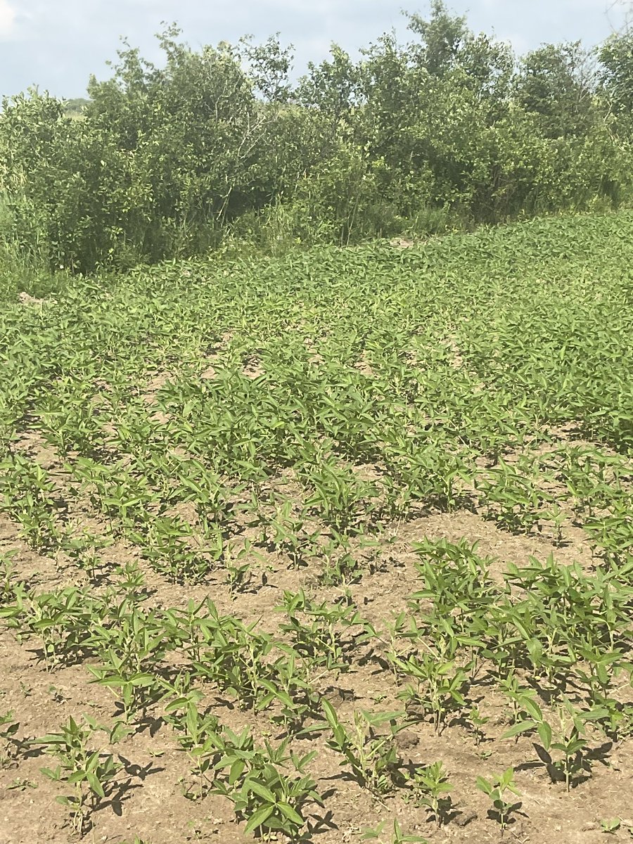 LeanderCampbell @bsky.social & @mas.to tweet media