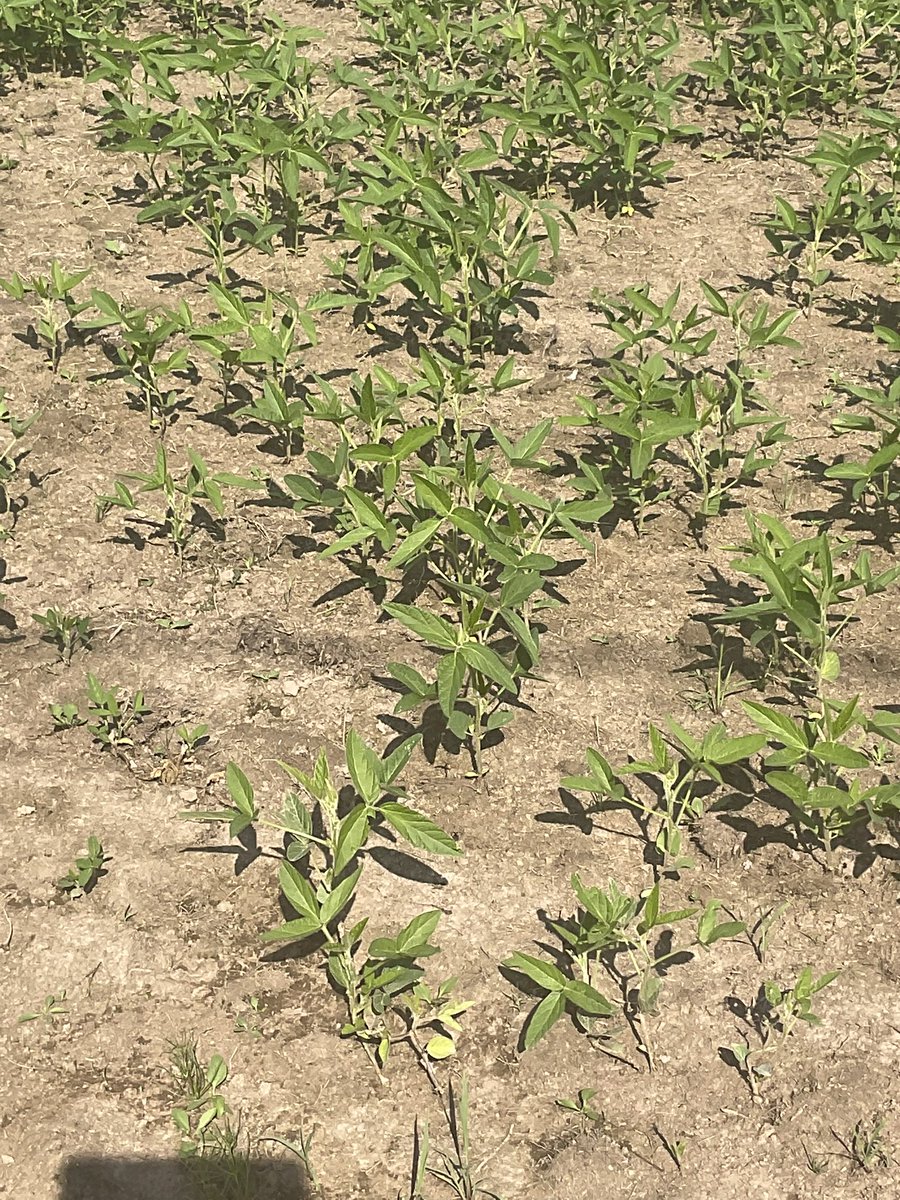 LeanderCampbell @bsky.social & @mas.to tweet media