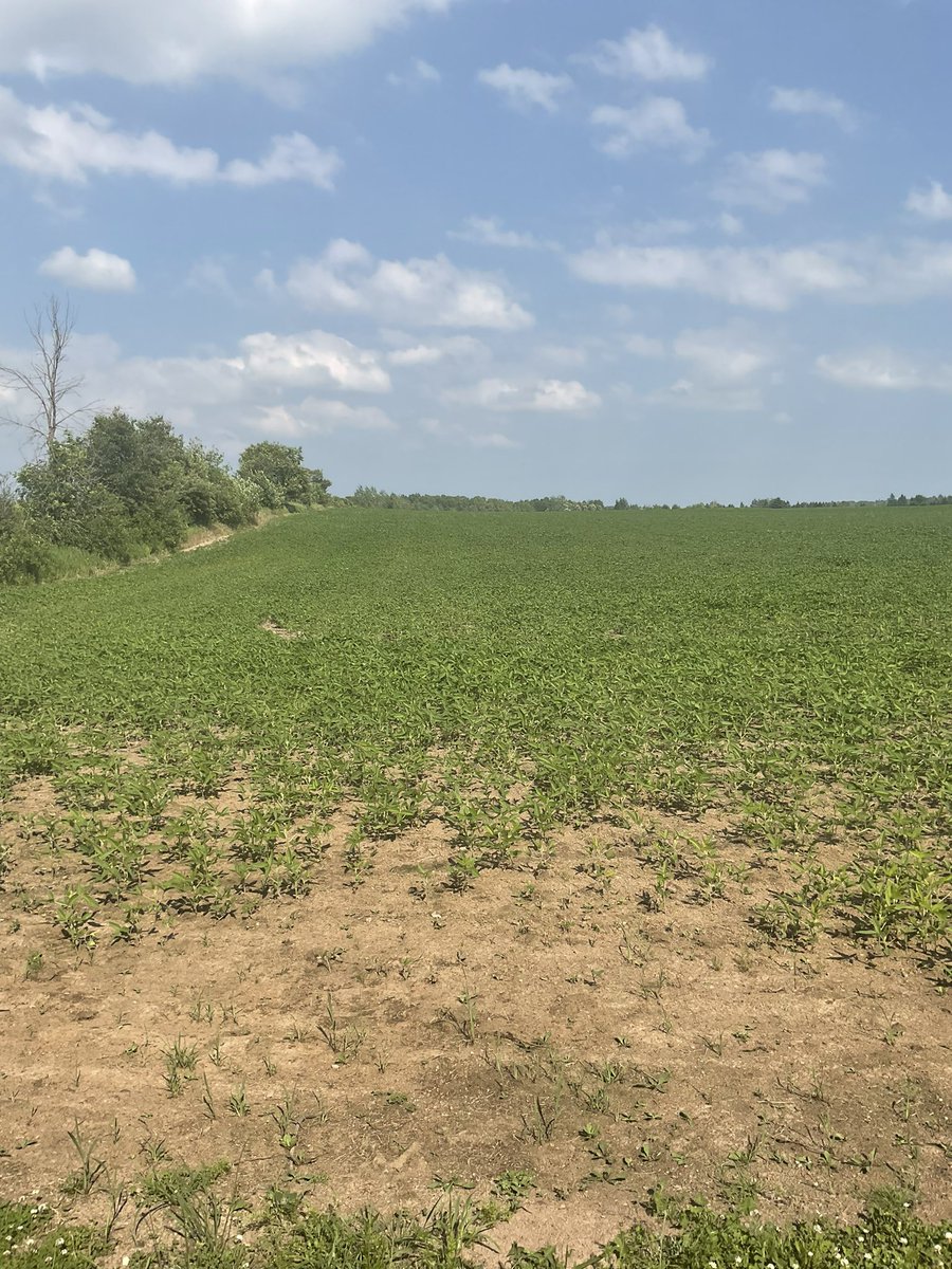 LeanderCampbell @bsky.social & @mas.to tweet media