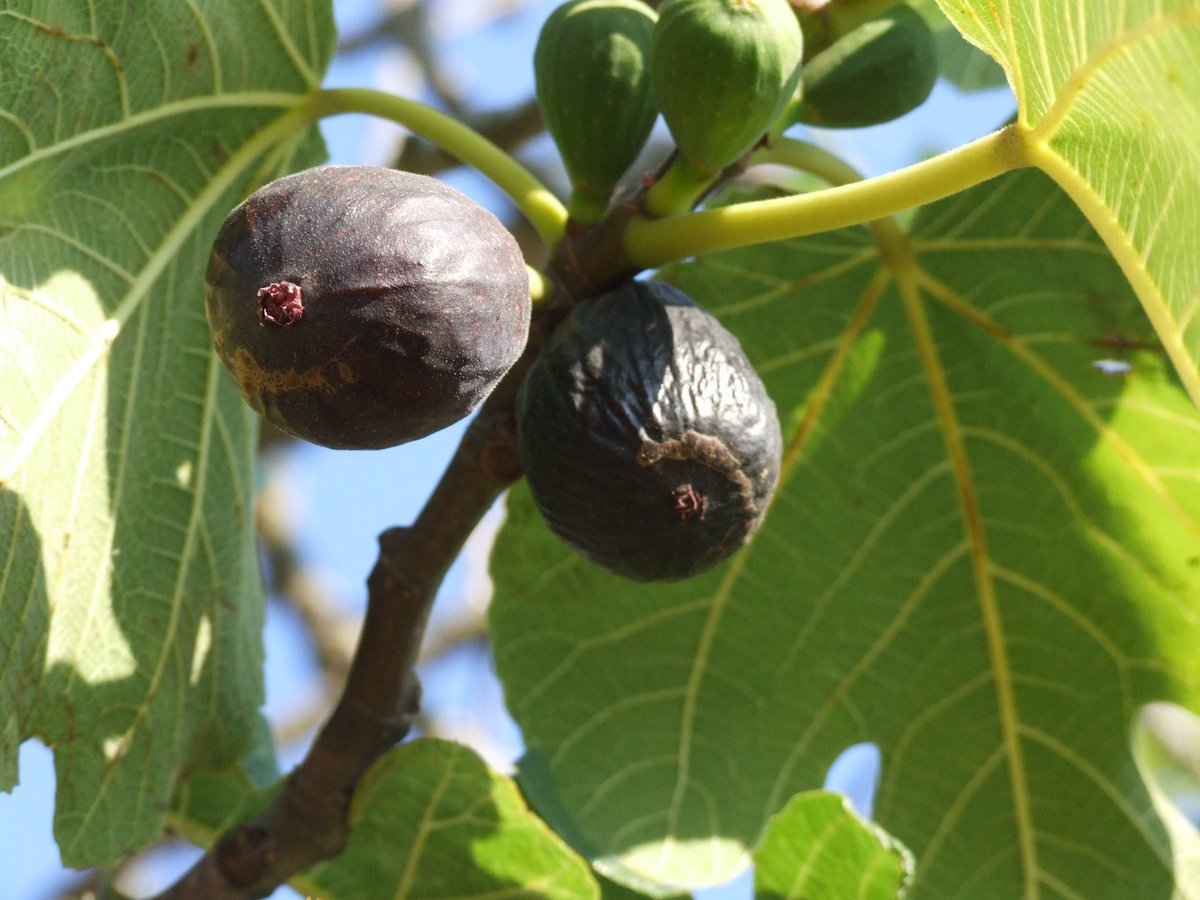Costums de la pagesia mallorquina.
Untar les figues d'oli perquè saonin (madurin) més aviat.