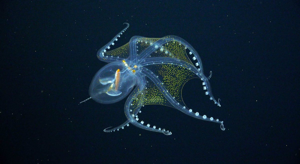 CephalopodToday's tweet image. The Glass Octopus (Vitreledonella richardi) is a deep sea octopus species that is almost completely transparent and colourless.
The only parts of its body that are opaque are its eye, digestive tract and its chromatophores.
🐙📷Schmidt Ocean @SchmidtOcean