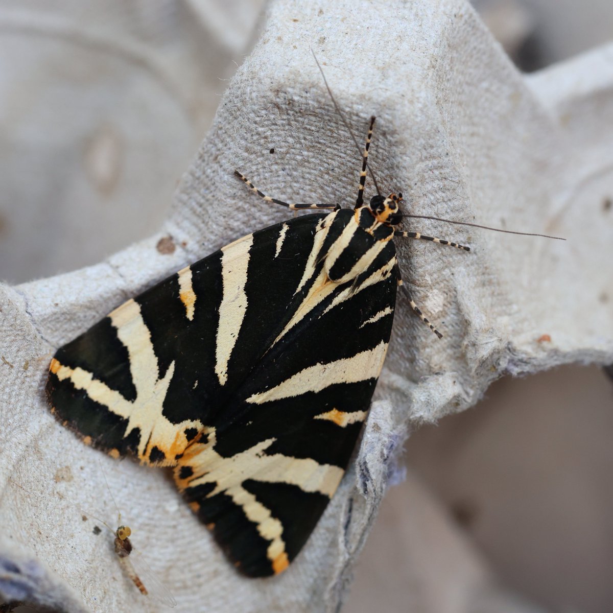 Great to have a little surprise in the #moth trap this morning. The scarlet underwings of this #JerseyTiger were great to see as it flew off afterwards.