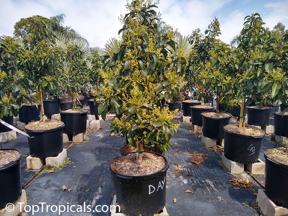toptropicals's tweet photo. 🌴 Florida Exclusive: 15 and 25-Gal #Mango and #Avocado Trees
🌳 #FruitingTrees Ready for Your Yard
🥭🥑 We now offer both 15-gal and 25-gal Mango and Avocado trees – already fruiting, beautifully shaped, and eager to thrive. These #trees are landscape-ready, giving you not just beauty, but a real harvest.
🚛 Pickup or Delivery?
You choose! We'll deliver and install them for you. Perfect for homeowners, landscapers, or anyone wanting instant tropical impact.
View local pickup, delivery & installation options:
https://t.co/PQGsYnQRcs
⚠️ NOTE: These trees are too large to ship – they are only available for local customers in Ft Myers-Naples, and Sebring area.
📦 Not in Florida?
Here’s Your Deal⬇️
🥭🥑 We offer 7-gal Mango, Avocado, and other #fruit and #floweringtrees ready to ship nationwide.
Use code 7GAL15 to save 15% off 7-gal tree.
Excluding S/H. Ends July 19, 2025
Shop 7 gal plants:
https://t.co/jOLqKGZfdc
#Food_Forest