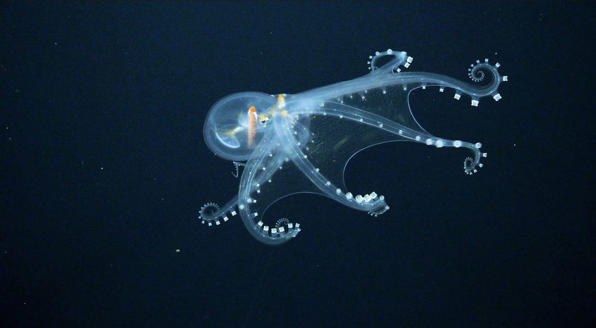 CephalopodToday's tweet image. The Glass Octopus (Vitreledonella richardi) is a deep sea octopus species that is almost completely transparent and colourless.
The only parts of its body that are opaque are its eye, digestive tract and its chromatophores.
🐙📷Schmidt Ocean @SchmidtOcean