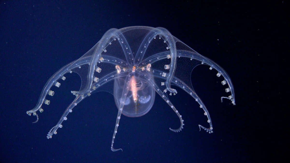 CephalopodToday's tweet image. The Glass Octopus (Vitreledonella richardi) is a deep sea octopus species that is almost completely transparent and colourless.
The only parts of its body that are opaque are its eye, digestive tract and its chromatophores.
🐙📷Schmidt Ocean @SchmidtOcean