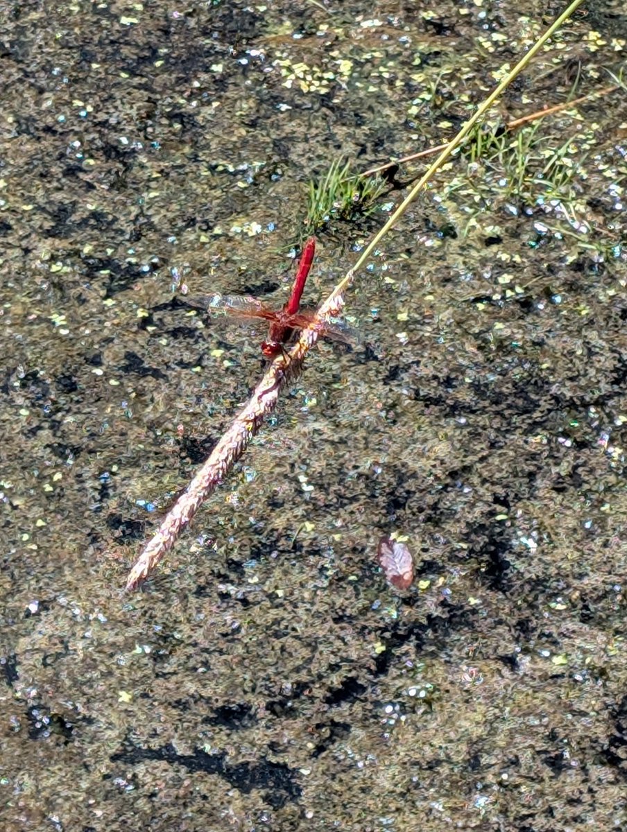 bog_being's tweet image. Another little minor chudding out/yap sesh with Larry at the bog