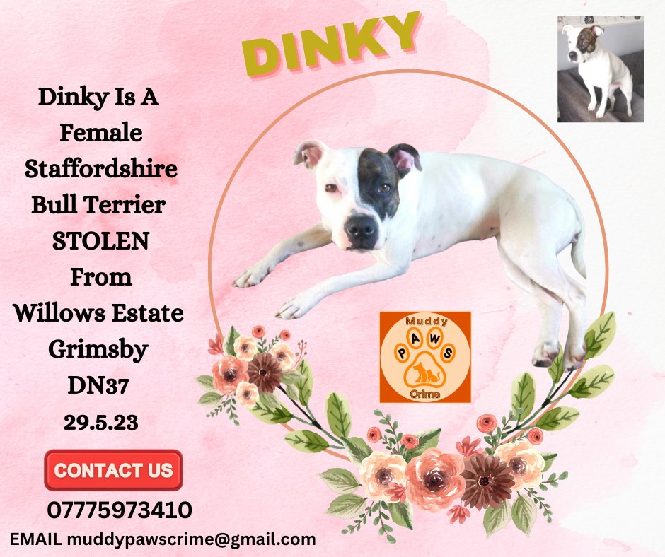 muddypawscrime's tweet image. Where is Dinky ❓❓❓
Somebody knows and we plead with you to now speak up IN CONFIDENCE . Please share
@MissingPetsGB @HunnyJax