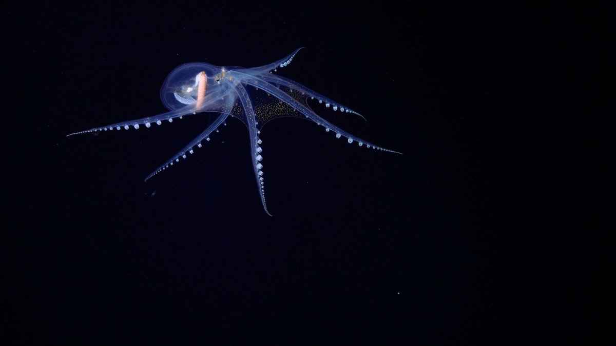 CephalopodToday's tweet image. The Glass Octopus (Vitreledonella richardi) is a deep sea octopus species that is almost completely transparent and colourless.
The only parts of its body that are opaque are its eye, digestive tract and its chromatophores.
🐙📷Schmidt Ocean @SchmidtOcean