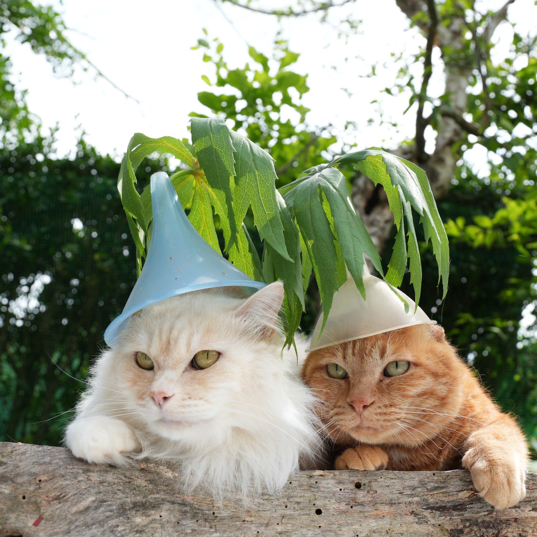 こねこ屋様♡ありがとうございます♡ のせ猫 ありがとうシロ | かご猫 Blog