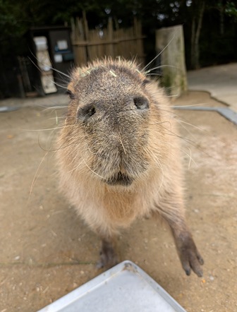 capipiro's tweet image. 朝食前ぷる～んくん！

(2025.05.26長崎バイオパーク)
