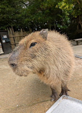 capipiro's tweet image. 朝食前ぷる～んくん！

(2025.05.26長崎バイオパーク)