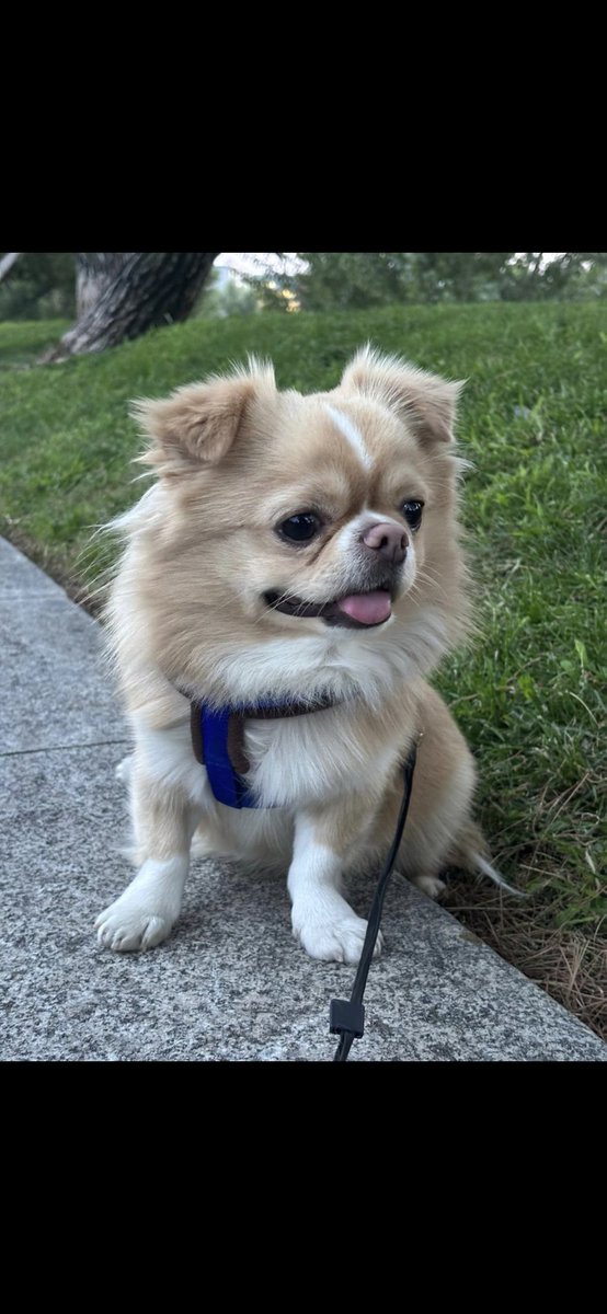 Nunca le asomo por esta red pero esta noche merece la pena. Se llama Balú y el jueves cumple 2 años. #DoghouseTVE