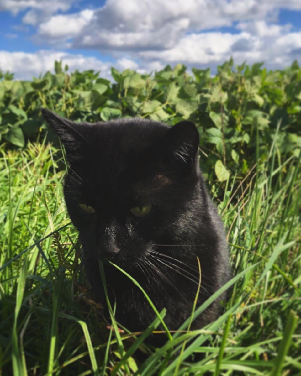 What's this guy doing in the grass? Wrong answers only. 🤔 #TaterTuesday