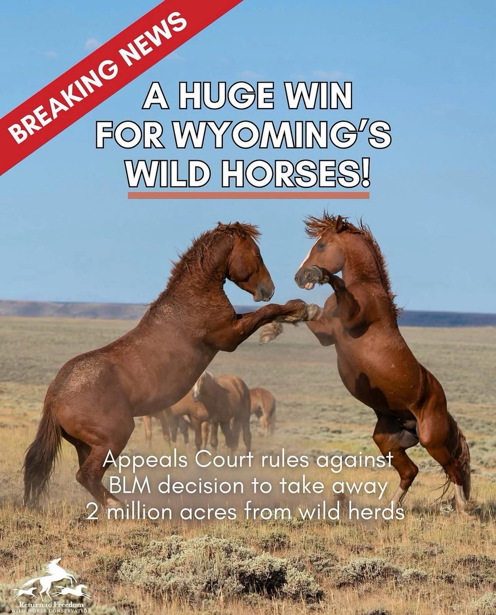 Sandy Sisti: “The 10th Circuit court reversed the District Court of Wyoming's decision to zero out the Checkerboard herds (Salt Wells Creek, Great Divide Basin and a portion of Adobe Town) saying it violated the Wild Horses &amp; Burros Act…” #wildhorses