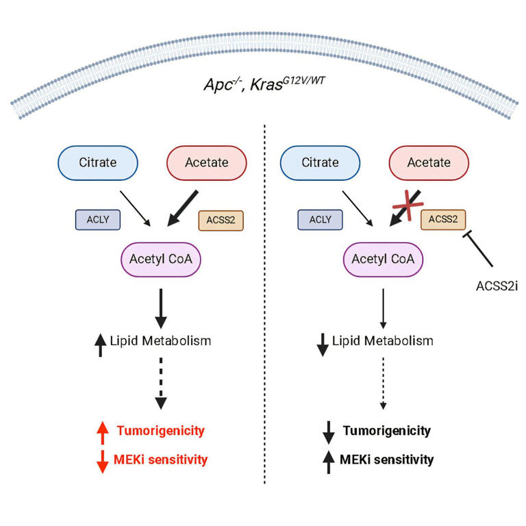 FoxChaseCancer's tweet image. Scientists at Fox Chase Cancer Center have identified a mutation in a common oncogene—a gene that can cause cancer—that may play an important role in colon cancer. Read more on @MSN: bit.ly/44zfMYP
