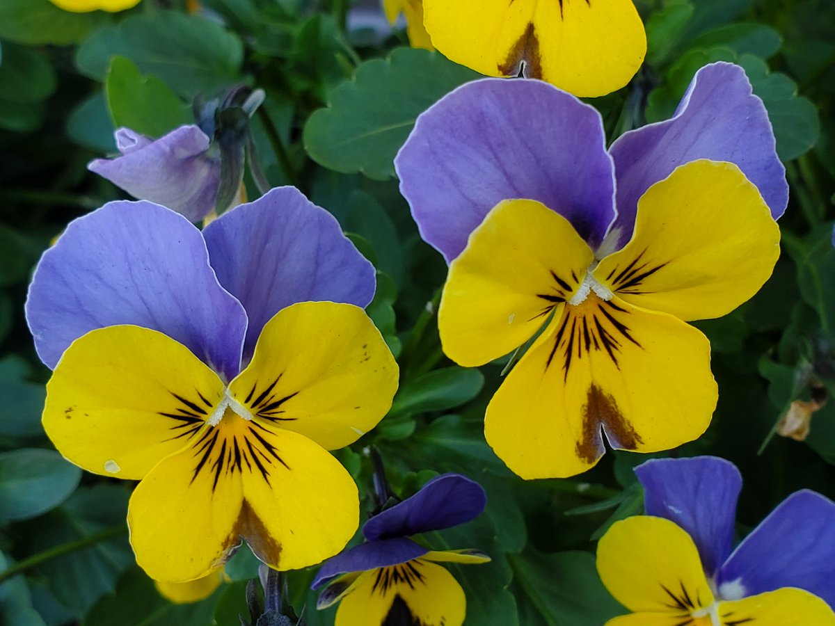 おはようございます
気温 22℃
今日の最高気温 32℃

今朝のお天気は曇り☁️
午後からは晴れの予報

昨日が誕生日だった
この歳になると別に嬉しくもない

面倒だと思ってた運転免許証の
更新に追われた１日
ゴールド

頑張っていきましょう👊
良い１日をお過ごしください☺
#アマチュア無線
#イマソラ