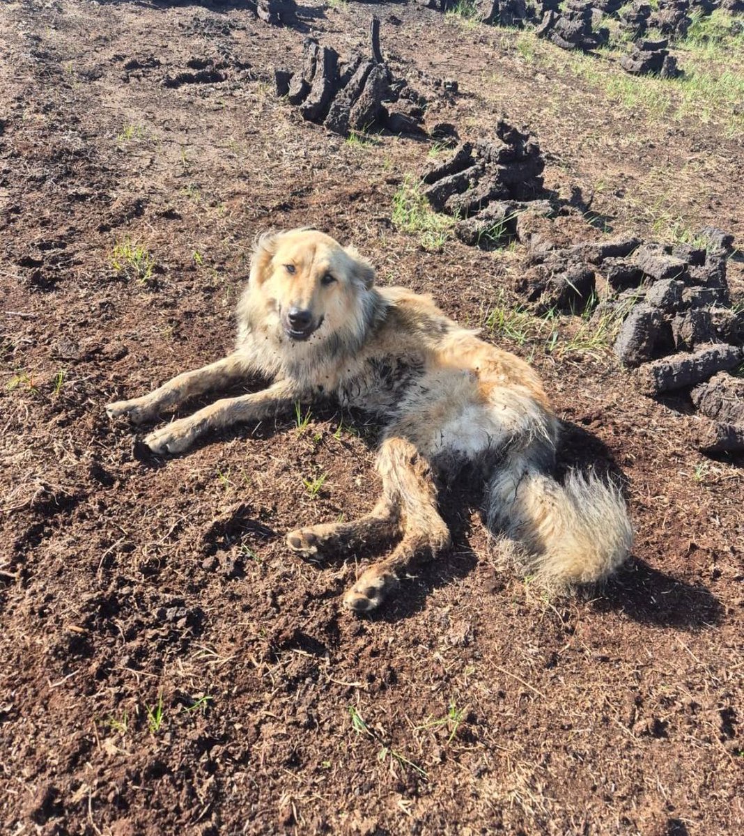 GalwaySPCA's tweet image. Nothing has changed. As a country we are still a complete & utter disgrace when it comes to Animal Welfare.
There are weekly horror stories in every county of cruelty &neglect & none of our "improved animal welfare laws" being implemented & no one is accountable for Arcadia!