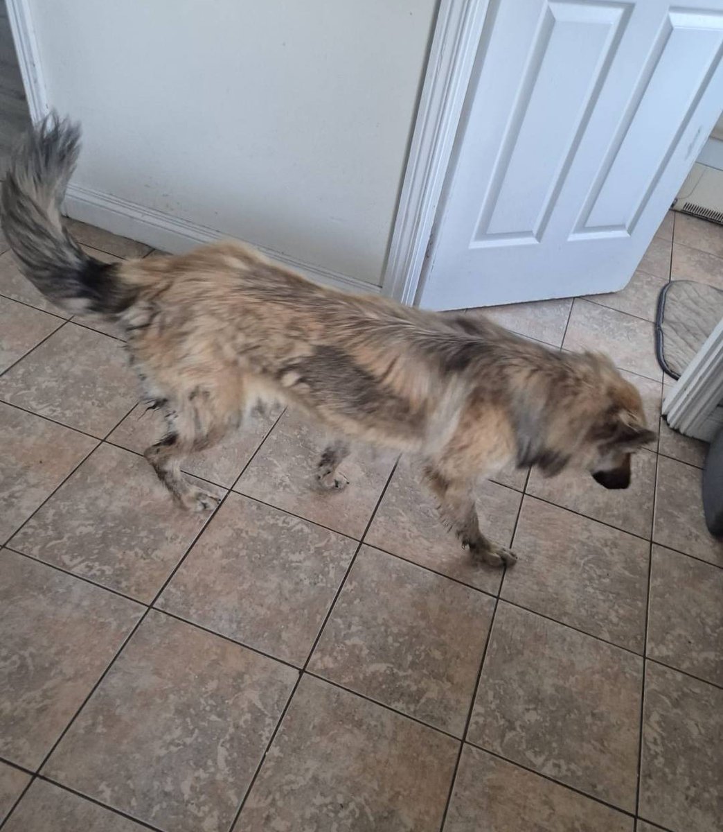 GalwaySPCA's tweet image. Nothing has changed. As a country we are still a complete & utter disgrace when it comes to Animal Welfare.
There are weekly horror stories in every county of cruelty &neglect & none of our "improved animal welfare laws" being implemented & no one is accountable for Arcadia!