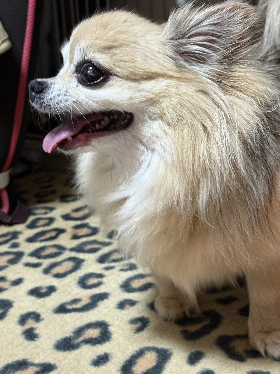 comcomisland's tweet image. おはようございます😊
今週に入って夕方にヒグラシの鳴き声が聴こえてきました☺️
ヒグラシの鳴き声は涼しげで良きですね〜🥰
もうちょいすれば、クマゼミ(東日本ではミンミンゼミ)やアブラゼミの鳴き声で騒がしくなるんだろうな😅
「コムコムゼミは、オヤツチョーダイって鳴くのですよ💕」