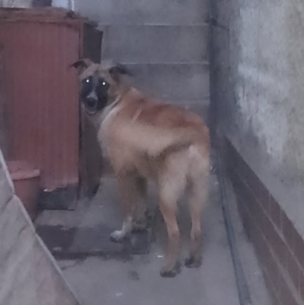 CARAPITA CARACAS esta hermosura se encuentra perdido porque tienes la uñas cortaditas y recientemente le habrán dado la Bravecto, está súper cuidado.... buscamos a sus familiares, y si no tiene buscamos adoptante 🥹 ya lleva varios días vagando por las casas ,