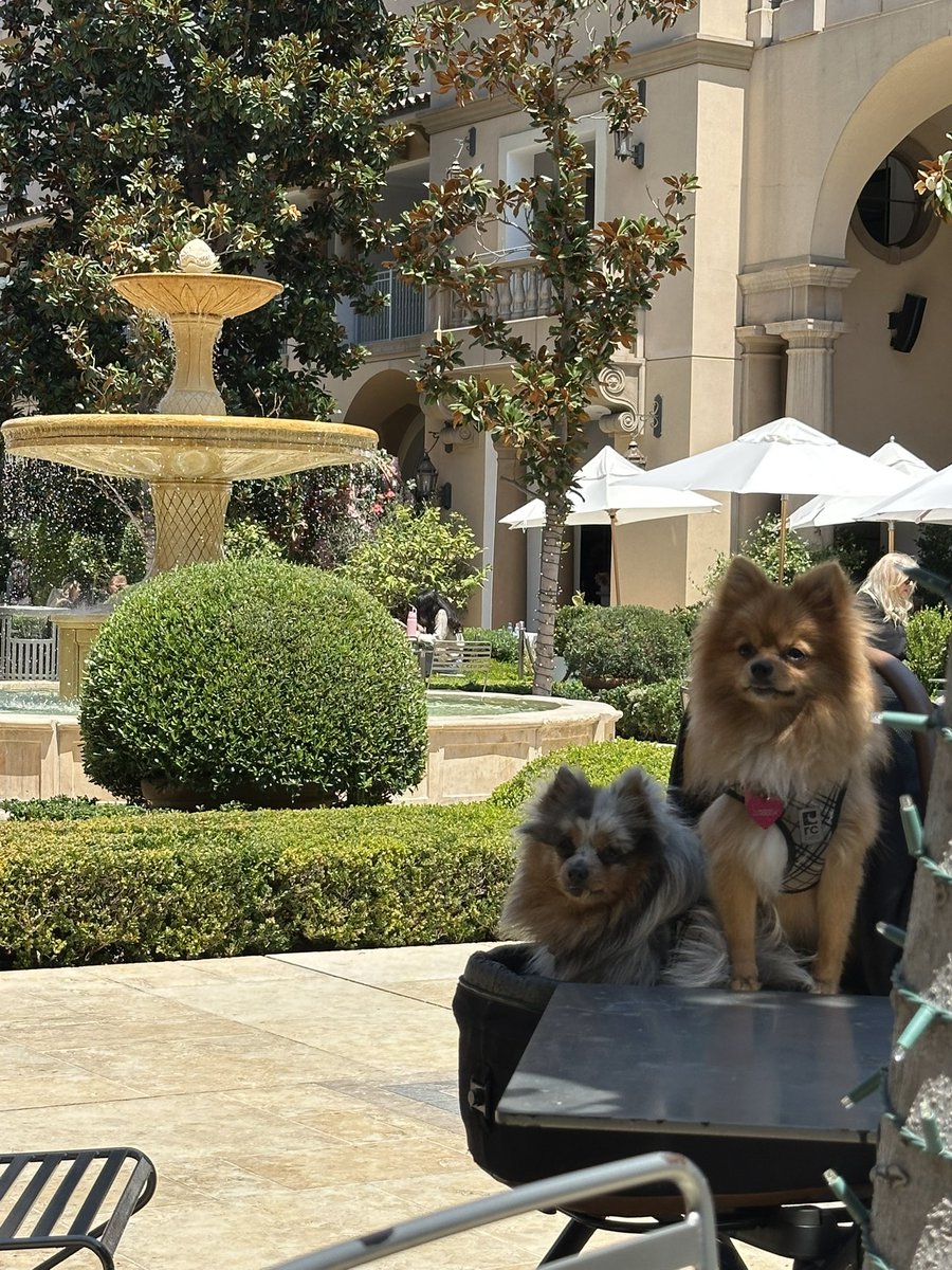 molochofficial's tweet image. The one thing that I like about LA is that even the animals seem to be aware that they’re in LA