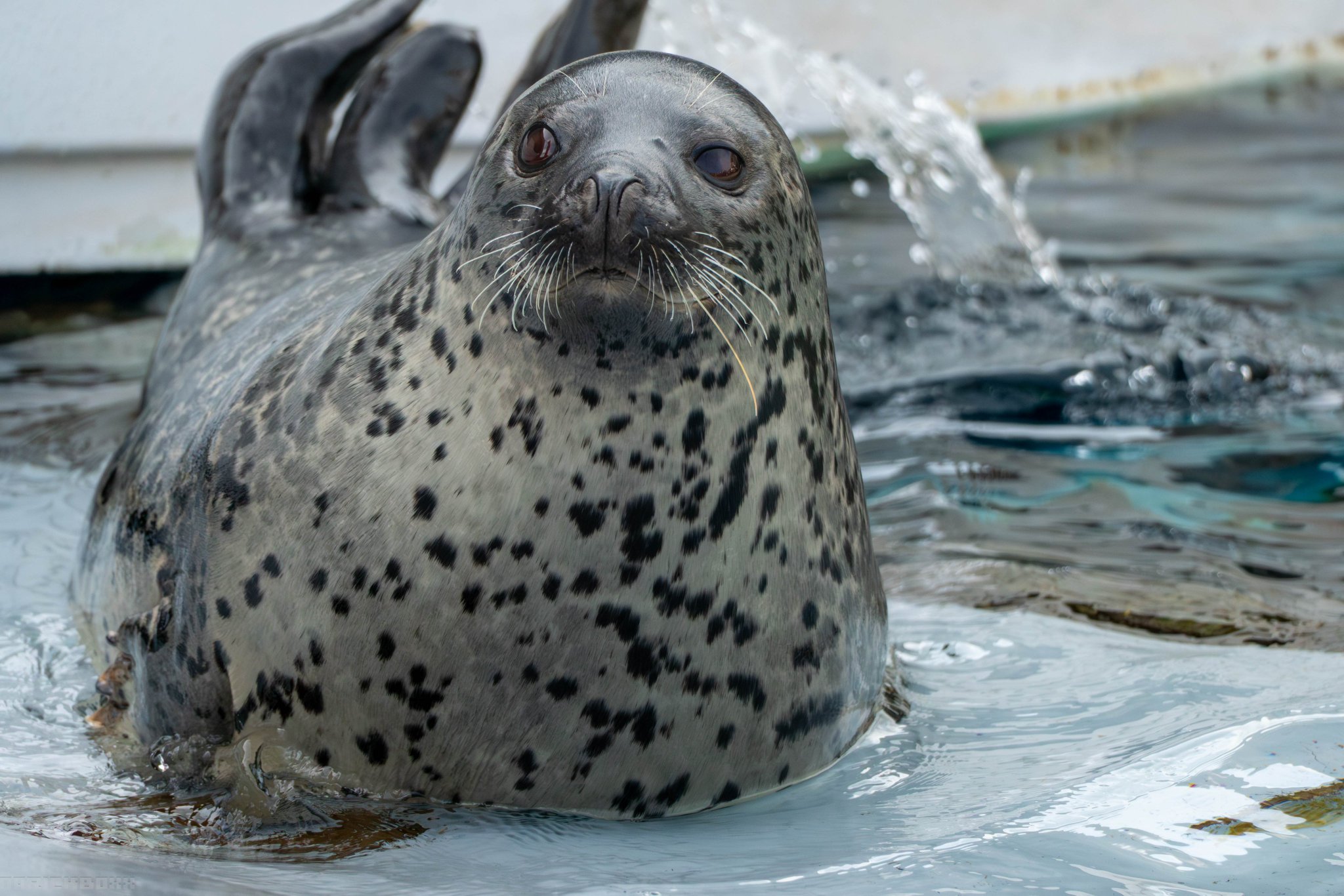 動物園シリーズ 確認用 アザラシ 動物園シリーズ 確認用 アザラシ 動物園シリーズ 確認用 アザラシ