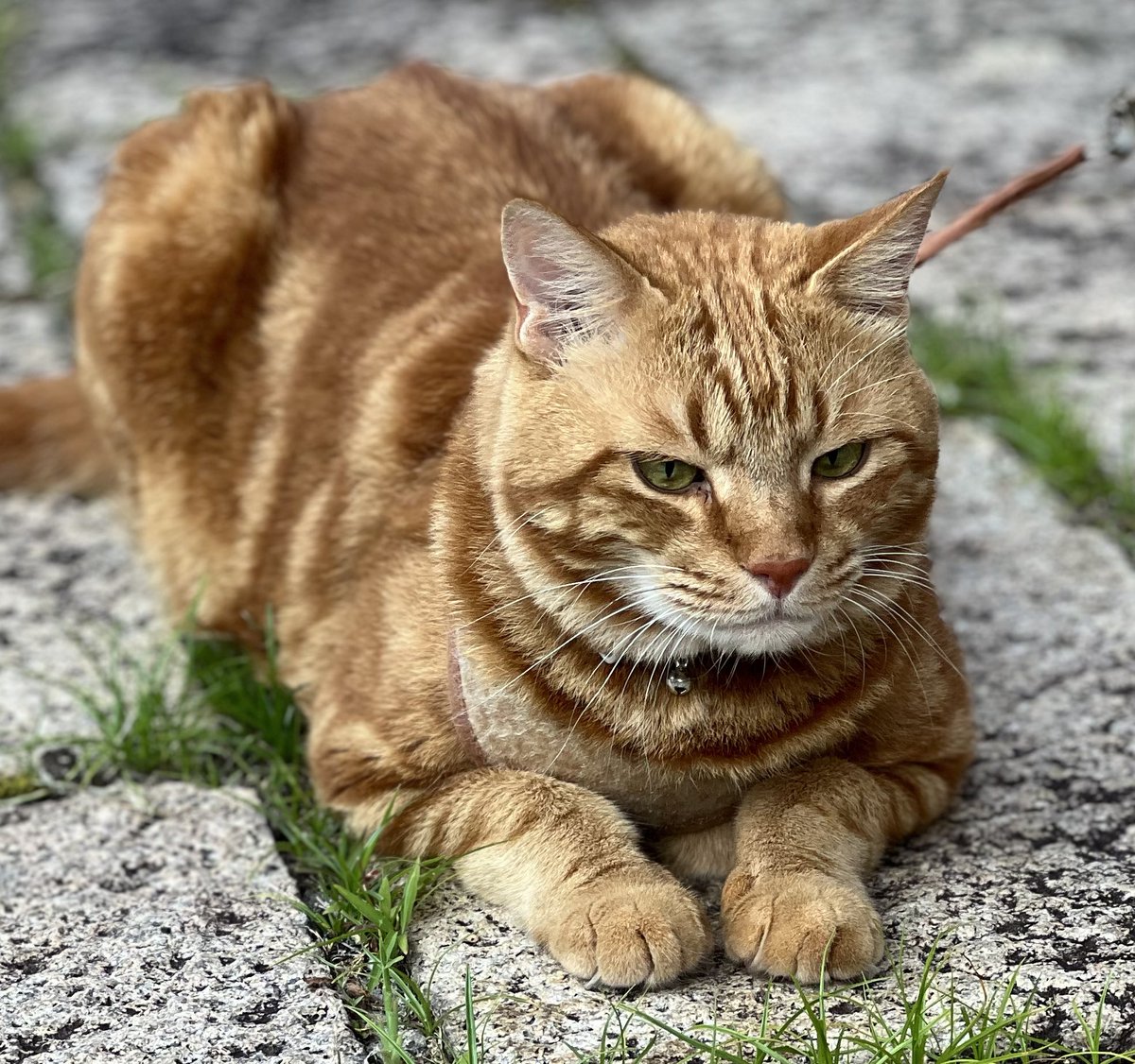 おはにゃん🌿　　　　　　by🐯