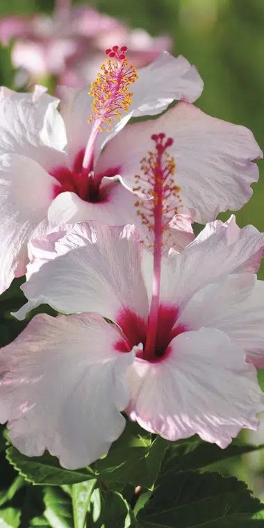 #flowers #photography #summer #happy #haveaniceday 

Have a Nice Day☀️ 🌸🌷🌺 ❤️🕊️ 🫶😃👍