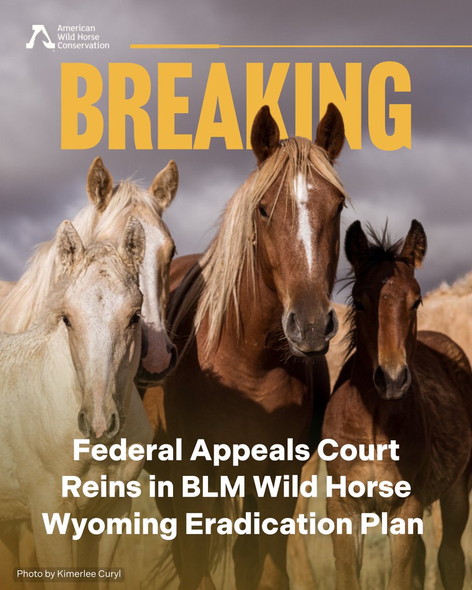 FreeWildHorses's tweet image. 🙌 Major legal win 🎉 This ruling is a major legal check on BLM’s attempt to eradicate wild horses from millions of acres in Wyoming. While it’s a win for now, the court left the door open for BLM to revise and potentially reinstate its plan—so continued vigilance is essential.