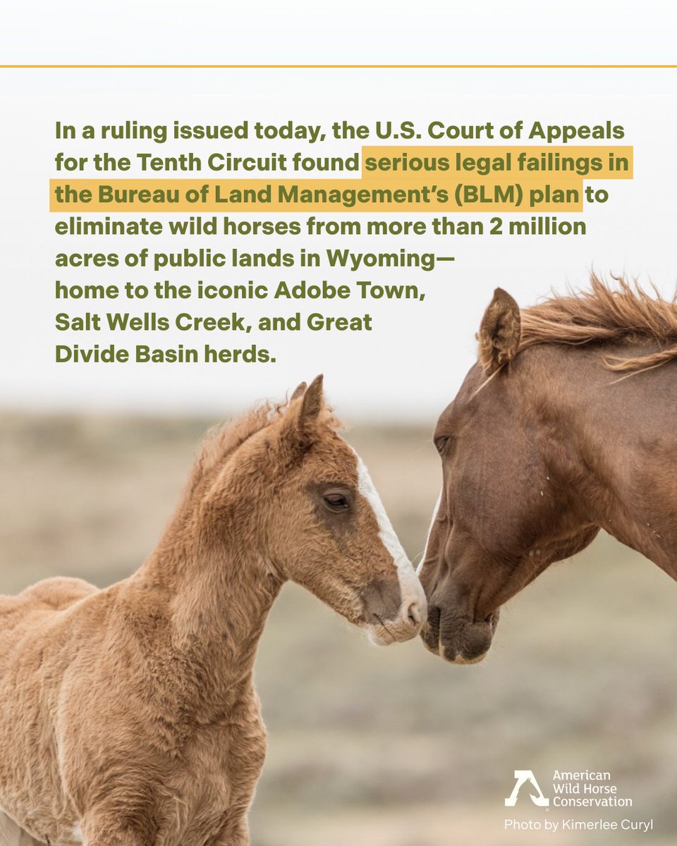 FreeWildHorses's tweet image. 🙌 Major legal win 🎉 This ruling is a major legal check on BLM’s attempt to eradicate wild horses from millions of acres in Wyoming. While it’s a win for now, the court left the door open for BLM to revise and potentially reinstate its plan—so continued vigilance is essential.